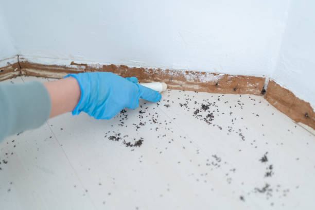 Best Affordable Pest Control Services  in Los Fresnos, TX